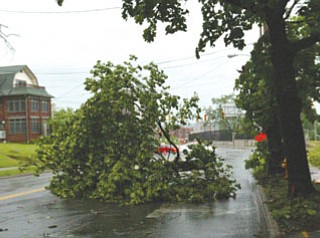 Fallen tree limb near YSU stadium blocks traffic on Fifth Avenue.