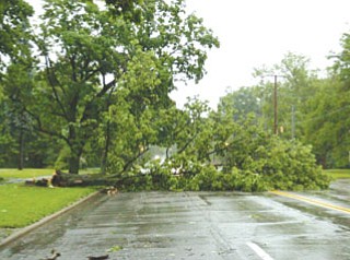 Tree blocks southbound lanes on Fifth between Redondo and Crandall.