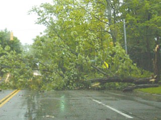Traffic detoured to streets around Crandall Park to avoid tree.