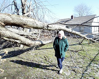 Susan Morgan surveys damage after  2 maple trees fell during early morning windstorm Wed. The trees fell on the deck and porch roof of her home on South Schenley in Youngstown. She was waiting for a tree service to clean up the downed trees. 