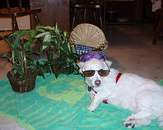 Dog named Fanty
We are from Poland, OH and the dog is Owned by Dr. Jonathan and Nilsa Sorelle