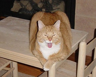 THE ORANGE CAT IS MURRAY, A 6 YEAR OLD TABBY WHO WEIGHS ABOUT 20 POUNDS. JUDI HICKOK