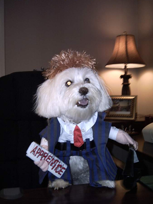 Donald Trump Your Fired Foxie Roxie Your Hired
 
THis was a great Halloween Costume!!!!
Foxie Roxie Triveri
(Maltese)

Owner:Kim Triveri