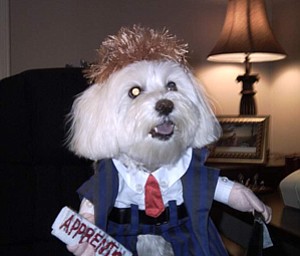 Donald Trump Your Fired Foxie Roxie Your Hired
THis was a great Halloween Costume!!!!
Foxie Roxie Triveri
(Maltese)
Owner:Kim Triveri