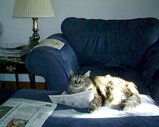 Brody reads the newspaper. Apparently The Vindicator appeals to some feline readers.
