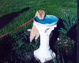 Hello, this is my male cat Butterscotch who was a stray i found at the Croation Home on Vestal rd. in june of 04. i will not let him run loose, so i take him outside and also walk him on the lease. he also likes to drink from the watering can and the kitchen faucet. ... kathleen hassay, campbell