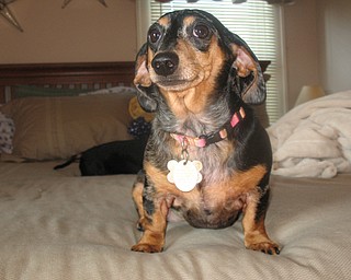 Here is a picture of my 2 year old Dachshund Cammie on waking up on Christmas morning. She also loves her Diet 7 Up.
Jennifer McNair