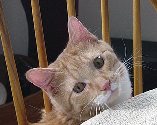 THE ORANGE CAT IS MURRAY, A 6 YEAR OLD TABBY WHO WEIGHS ABOUT 20#. WE CURRENTLY HAVE 2 DOGS AND 2 CATS(NOSEY IS GONE NOW) AND ALSO 2 GRANDCHILDREN SO I TAKE LOTS OF PICTURES. JUDI HICKOK