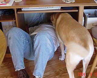 THE DOG HELPING FIX THE COMPUTER IS JAKE, HE WAS 8 YEARS OLD IN THE PICTURE AND HE IS PART YELLOW LAB AND PART GREYHOUND. JUDI HICKOK, CANFIELD