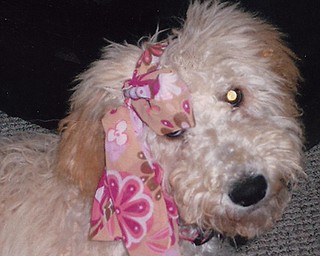 Golden Doodle named Libby Ann belongs to Rae Arcade of Austintown