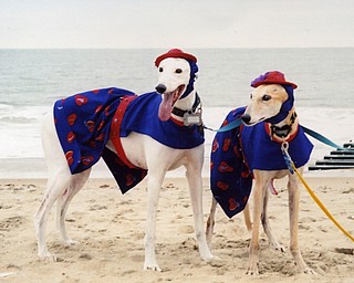Retired racing greyhounds vey and Angel enjoy the beach in Dewey, Del. They're owned by Darlene Bartholomew of Hermitage. Angel recently passed away at age 13 1/2, but Lovey is still with her at age 14.