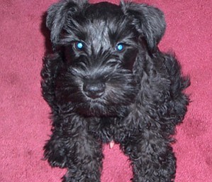 Hello,
My Name is Cathy Stanton of Columbiana and here are some of my Favorite Pictures of my little boy! His Name is Logan. He is 1 years old and was born on my favorite day 3/17 ST. PATRICK'S DAY
Logan is a Miniture Schnauzer.
Hope you love him like I do!!!!!