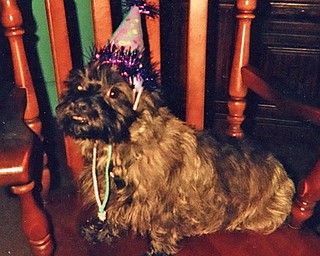 Here's Honey, a 5-year-old cairn terrier owned by Susanne Vrable of Campbell. The party hat was for Honey's fifth birthday party.