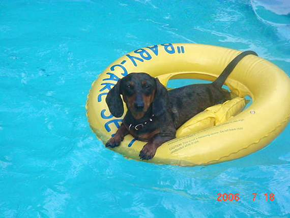 Cooper, about 3 years old, loves the pool.                                