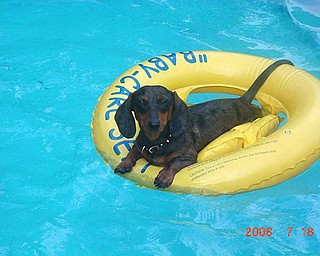 Cooper, about 3 years old, loves the pool.                                