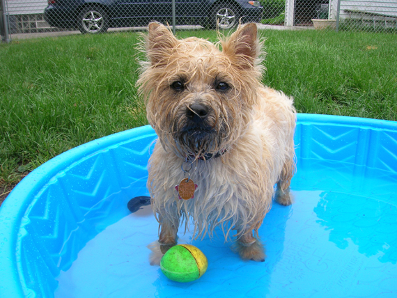 My pets names are Zoey (Carin Terrier), splashing around in her pool is her favorite when the weather is nice and Justus (German Shepard) who just loves to sleep on our bed. 
Pet Parent:  Kimberly Budaker of Youngstown, Ohio          