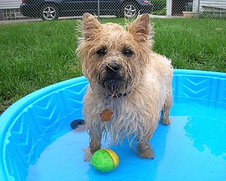 My pets names are Zoey (Carin Terrier), splashing around in her pool is her favorite when the weather is nice and Justus (German Shepard) who just loves to sleep on our bed.
Pet Parent: Kimberly Budaker of Youngstown, Ohio