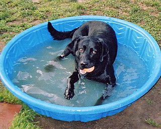 Neva Dionisio of Youngstown wonders if the pool is too little or if Rascal's too big. Nonetheless, this was Rascal's favorite spot last summer, ball and all. This summer, he'll get a new (maybe bigger) pool, she says.
