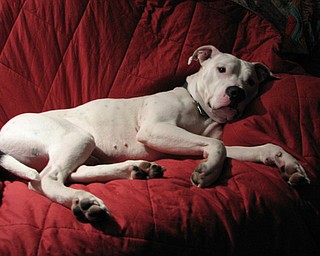 This is Dog who was found in bad shape in our garage. We were unable to find his owner and no shelter would put him up for adoption so slowly he moved from the garage to the living room.