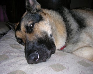 My pets names are Zoey (Carin Terrier), splashing around in her pool is her favorite when the weather is nice and Justus (German Shepard) who just loves to sleep on our bed.
Pet Parent: Kimberly Budaker of Youngstown, Ohio
