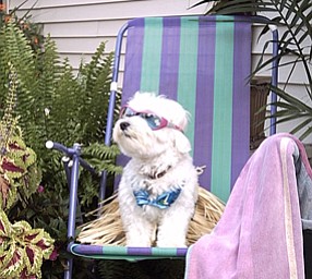 Foxie Roxie Triveri
"Soaken up the Sun"
(Maltese)
Owner:
Kimberly Triveri
330-965-0476