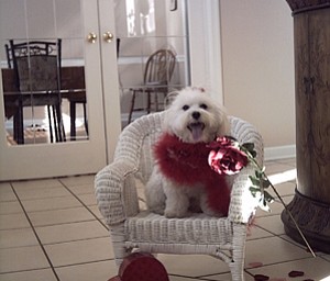 Happy Valentine's Day
Foxie Roxie Triveri
(Maltese)
Owner:
Kimberly Triveri