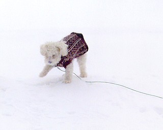 Willow gets a feel for the snow. Photo from Brad Miller and Susan Tkach, Boardman.