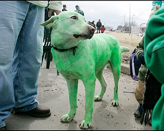 3.16.2008
Eli, The Cassidy family of Coitsville’s dog, shows his support for St. Patricks Day during The 30th Annual Mahoning Valley St. Patrick’s Day Parade in Boardman.


