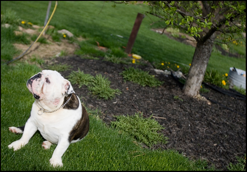 4.24.2008
10-month old Archie, of the Evans family, operators of Evans Kennels and breeders of English Bulldogs, roams the family’s home in Berlin Center, Thursday afternoon.

