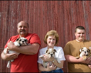 4.24.2008
Jim, Pam, and Eric Evans hold bulldogs outside their barn near their home, Evans Kennels, in Berlin Center, Thursday afternoon. In addition to operating the kennel, the family breeds English Bulldogs.
