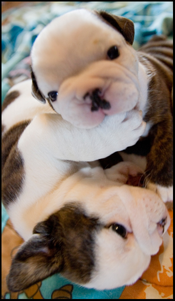 4.24.2008
English Bulldog Puppies bred by the Evans family at their home in Berlin Center.

