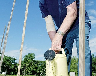 Bill Slabe (correct). 82, of Liberty tends his garden at the Brier Hill Community Garden on Lafayette in Youngstown Monday 6-16. Slabe, who is an avid gardener has a garden at home in Liberty but also has one at the Community Garden site. He has planted tomatoes, cabbage, beans and leeks.