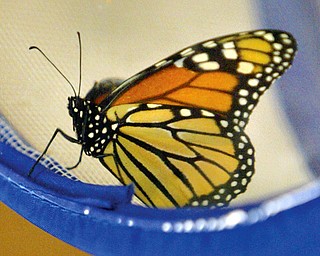 This butterfly was on display during a nature program at Ford NAture Center at Mill Creek Park Friday.