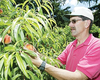 Lyle Johnston, owner of Apple Castle near New Castle looks at peaches on his farm 7-10-2008. He is the 5th generation of Johnstons to run the farm which features orchards sweet corn and blueberries.