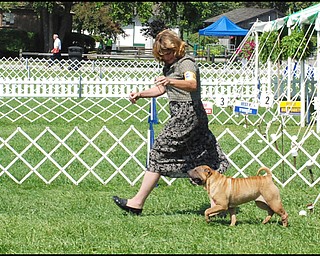 7.31.2008
Pat Luce walks her Chinese Sharpei, Jingles, in this dog's first competition.