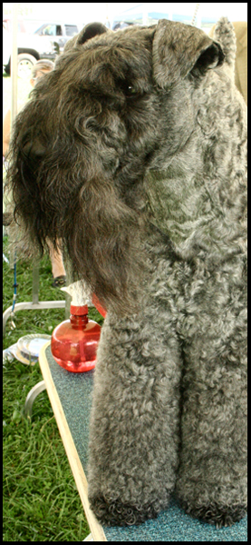 7.31.2008
Reita Nicholson's showdog, Champion Kerrisel's Cudaman. 