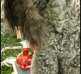 7.31.2008
Reita Nicholson's showdog, Champion Kerrisel's Cudaman.