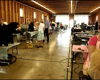 7.31.2008
Owners and groomers keep the showdogs primp and clean for the competition.