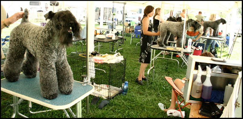 7.31.2008
Showdog Champion Kerrisel's Cudaman getting groomed.
