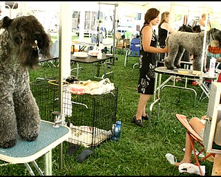 7.31.2008
Showdog Champion Kerrisel's Cudaman getting groomed.