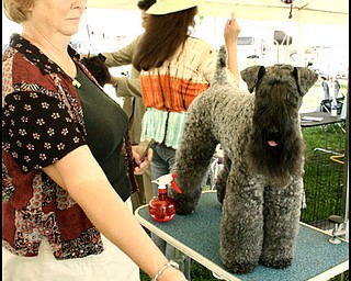 7.31.2008
Reita Nicholson with her showdog Champion Kerrisel's Cudaman.