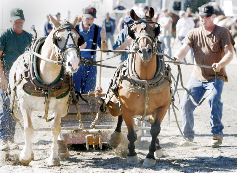 Terry Pinkerton (right) of St Mary's West Va and his team of draft ponies compete in Pig Iron Derby at the Canfield Fair Saturday. wd lewis