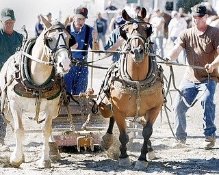 Terry Pinkerton (right) of St Mary's West Va and his team of draft ponies compete in Pig Iron Derby at the Canfield Fair Saturday. wd lewis