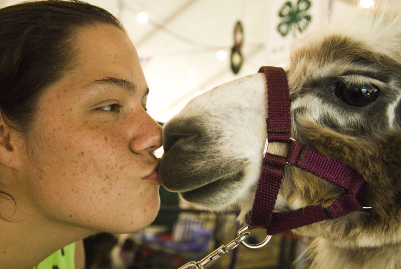 Danielle George, 18, of Canfield kisses her llama, Mojo, at the Canfield Fair Saturday, August 30, 2008. Affection makes llamas more personable, George said. Daniel C. Britt. 