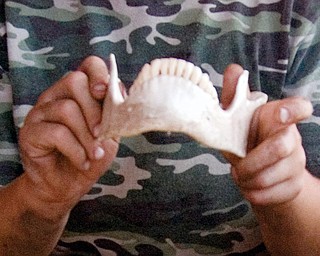 JUST JAWING: Joe Winters, 4, of Knox, Pa., grasps the jawbone and teeth he unearthed Saturday at Youngstown State University's "SimDig" simulated artifact dig at the Canfield Fair.