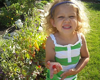 Julia's first tomatoes! It's Julia Grace Basista, 3, of Boardman. She waters, picks and eats her own tomatoes this summer! Julia is the daughter of Tom and Jenefer Basista.