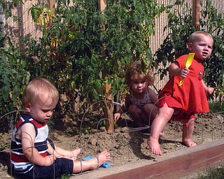 Brelyn, 3, Kaelyn, 1 1/2, and Hadyn, 1 1/2, children of Brandon and Jackie Bower of Austintown, help with "de-weeding" the tomato garden.