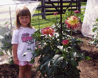 Adriana Habeger of Salem visits her grandparents' garden, also in Salem. Joyce Habeger (grandmother) sent the photos from the dahlia garden that she and Adriana's grandfather, Dave, tend all summer.