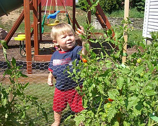 Evan Butler of Youngstown, 19 months, is always sneaking something out of the garden. Here he thinks this cherry tomato looks just right! Parents Brian and Susan Butler