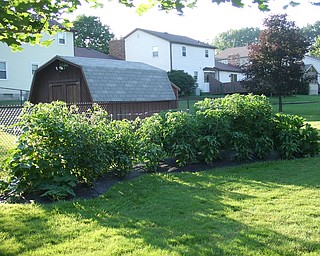 This is a picture of Don and Sallie Lepore's backyard garden in Boardman. They grow tomatoes, peppers, zucchini, cucumbers, and eggplant. "Gardening is fun but also a lot of work," says Sallie Lepore.